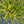 Load image into Gallery viewer, Lemony Lace Elderberry