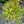 Load image into Gallery viewer, Lemony Lace Elderberry