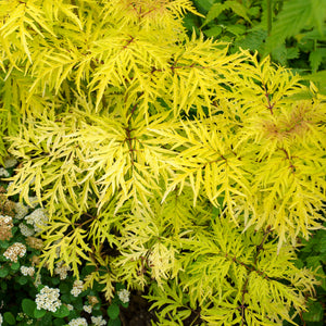 Lemony Lace Elderberry