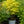 Load image into Gallery viewer, Lemony Lace Elderberry