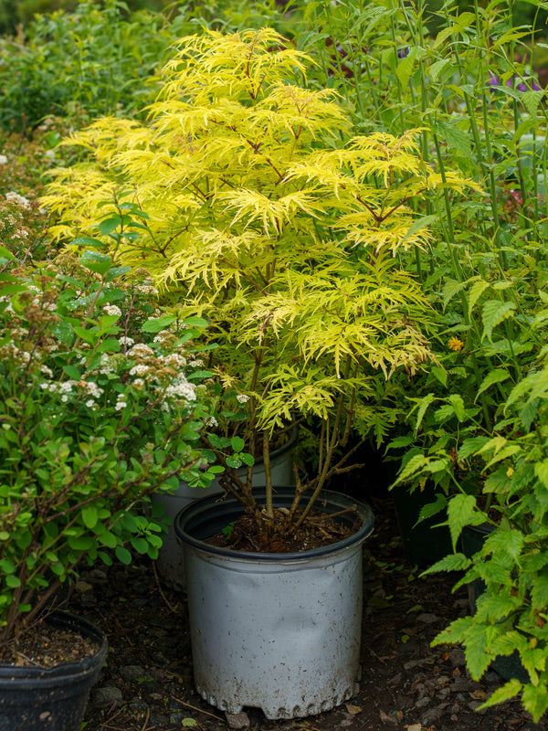 Lemony Lace Elderberry