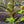 Load image into Gallery viewer, Leonard Messel Magnolia