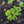 Load image into Gallery viewer, Leonard Messel Magnolia