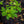 Load image into Gallery viewer, Leonard Messel Magnolia