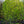Load image into Gallery viewer, Leonard Messel Magnolia