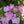 Load image into Gallery viewer, Let's Dance Can Do Mountain Hydrangea