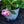 Load image into Gallery viewer, Let's Dance Can Do Mountain Hydrangea