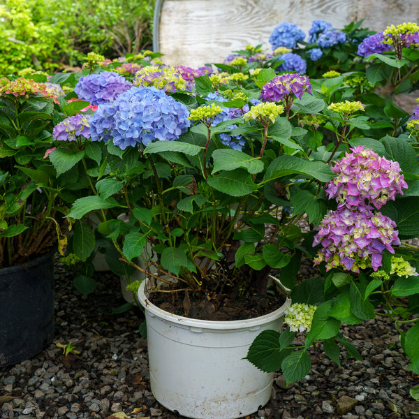 Let's Dance Rythmic Blue Hydrangea