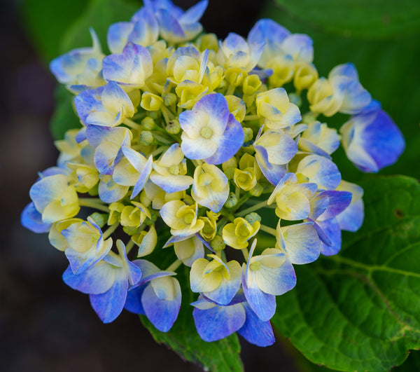Let's Dance Rythmic Blue Hydrangea