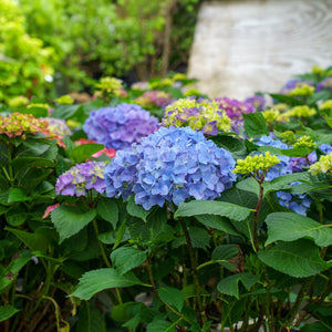 Let's Dance Rythmic Blue Hydrangea