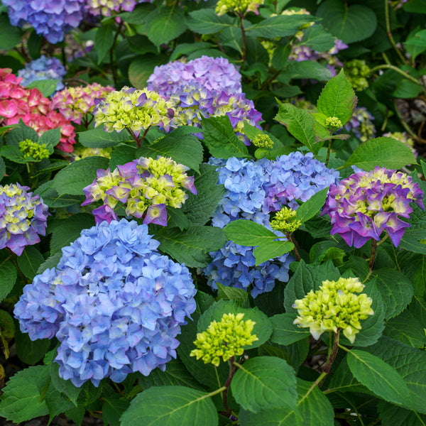 Let's Dance Rythmic Blue Hydrangea