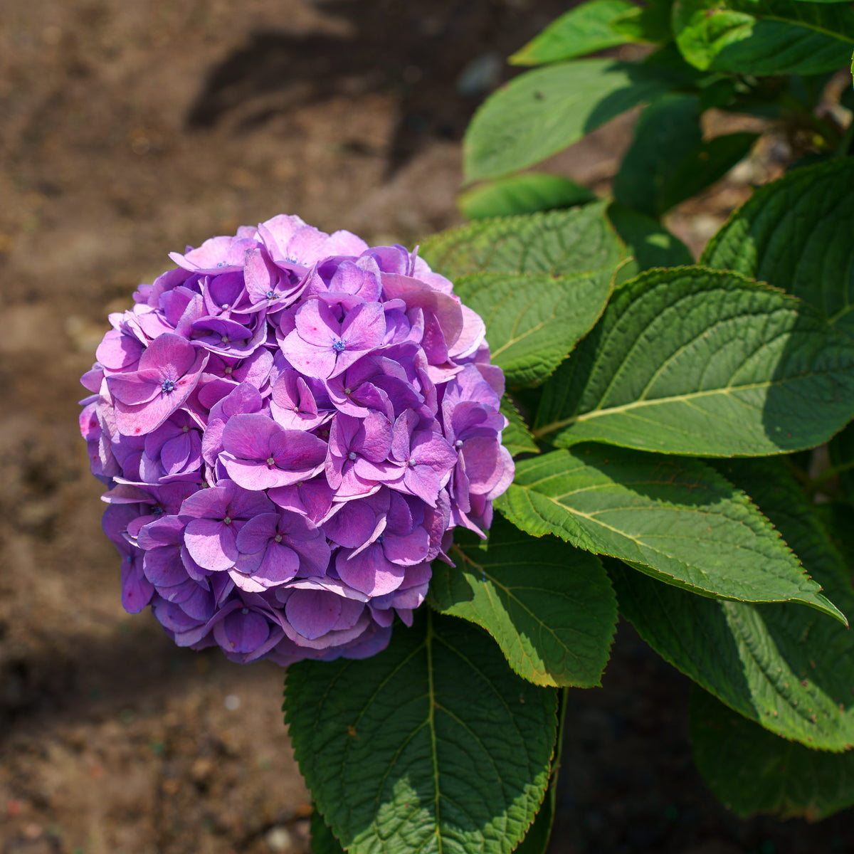 Let's Dance Sky View Hydrangea – Plant Detectives