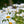 Load image into Gallery viewer, Becky Shasta Daisy - Early Spring Other Perennials - Perennials