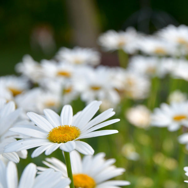 Becky Shasta Daisy - Early Spring Other Perennials - Perennials