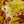 Load image into Gallery viewer, Rainbow Leucothoe - Leucothoe - Shrubs