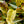 Load image into Gallery viewer, Rainbow Leucothoe - Leucothoe - Shrubs