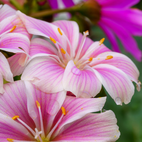 Lewisia Rainbow Mix