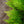 Load image into Gallery viewer, Leyland Cypress