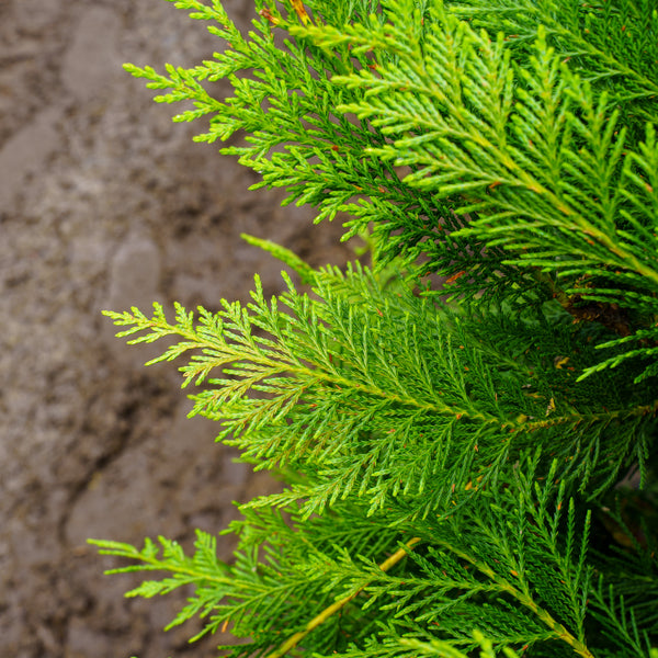 Leyland Cypress