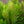 Load image into Gallery viewer, Leyland Cypress