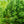 Load image into Gallery viewer, Leyland Cypress
