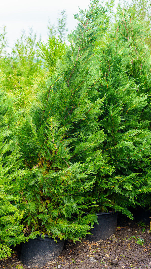 Leyland Cypress