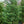 Load image into Gallery viewer, Leyland Cypress