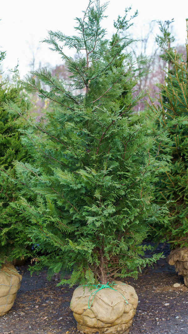 Leyland Cypress
