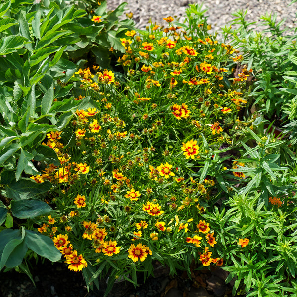 Li'l Bang Daybreak Coreopsis