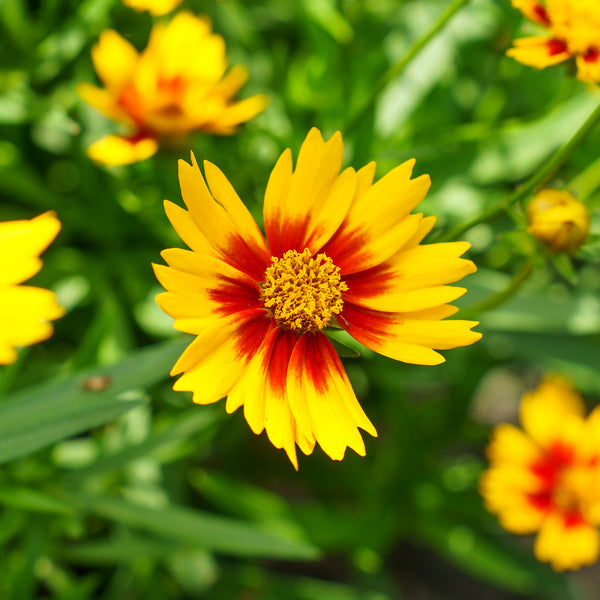 Li'l Bang Daybreak Coreopsis
