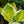 Load image into Gallery viewer, Liberty Hosta