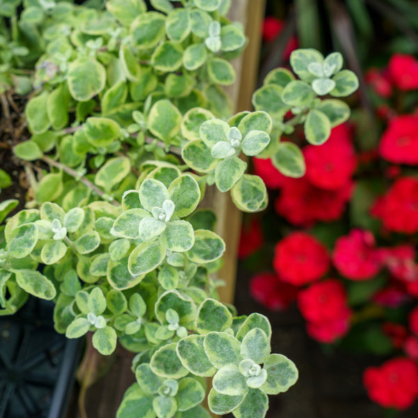 Licorice Splash Plant