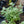Load image into Gallery viewer, Licorice Splash Plant