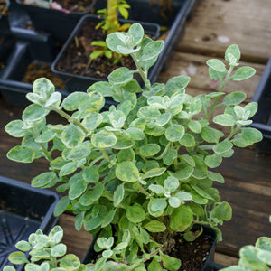 Licorice Splash Plant