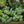 Load image into Gallery viewer, Licorice Splash Plant