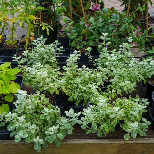 Licorice Splash Plant