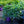 Load image into Gallery viewer, Light-O-Day Bigleaf Hydrangea