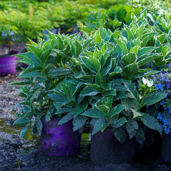 Light-O-Day Bigleaf Hydrangea
