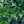 Load image into Gallery viewer, Light-O-Day Bigleaf Hydrangea