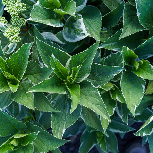 Light-O-Day Bigleaf Hydrangea