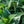 Load image into Gallery viewer, Light-O-Day Bigleaf Hydrangea