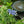 Load image into Gallery viewer, Light-O-Day Bigleaf Hydrangea