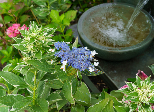Light-O-Day Bigleaf Hydrangea