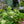 Load image into Gallery viewer, Light-O-Day Bigleaf Hydrangea