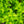 Load image into Gallery viewer, Lil Kim Rose of Sharon