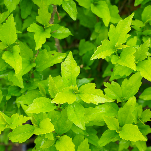 Lil Kim Rose of Sharon