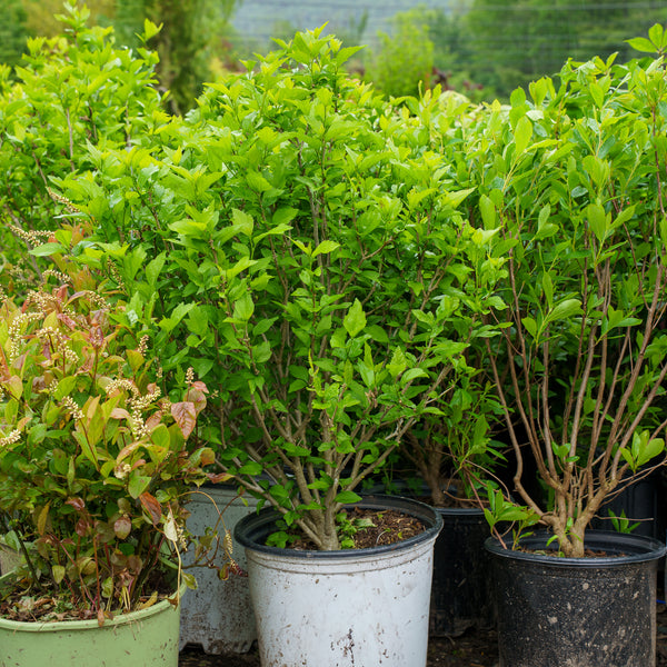 Lil Kim Rose of Sharon