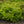 Load image into Gallery viewer, Lil' Sizzle Spirea