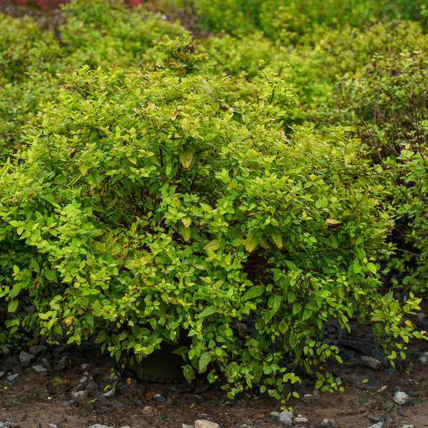 Lil' Sizzle Spirea