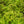 Load image into Gallery viewer, Lil' Sizzle Spirea